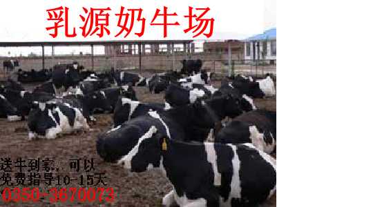 奶牛价格2013年最新奶牛价格