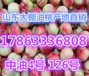 山东临沂中油5号油桃最新批发价格利润