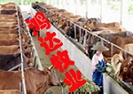 肉牛的选种肉牛的快速育肥技术肉牛的养殖技术养肉牛波尔山羊