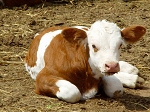 西门塔尔牛的市场行情 西门塔尔牛的行情 西门塔尔牛的优点 如何养殖西门塔尔牛 西门塔尔牛养殖技术