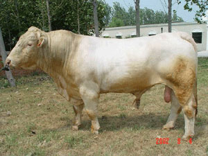江西袁州最大肉牛交易市场 西门塔尔牛肉牛的最好品种