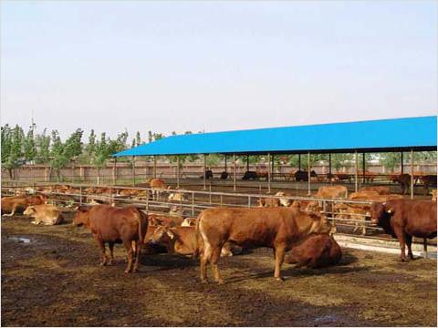 江西弋阳最大肉牛交易市场 西门塔尔牛肉牛的最好品种