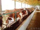 养殖肉牛利润效益分析山东西门塔尔牛价格 养殖肉牛利润效益分析山东万头牛羊养殖场
