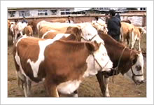 农村如何发展养殖业 山区怎样发展养殖业 养几个月的牛好- 几月份的牛好饲养 买肉