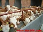 山西省肉牛养殖肉牛价格肉牛养殖 各种肉牛肉羊奶牛波尔山羊关中