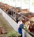 育肥牛饲料配方山东万头牛羊繁育肉牛养殖场 肉牛养殖成本肉牛养殖可行性报告