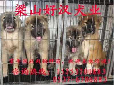 陕西汉中哪里有卖肉狗苗种苗的肉狗养殖场