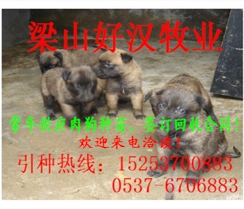 黑龙江牡丹江哪里有卖肉狗苗种苗的肉狗养殖场