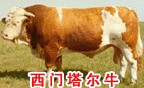 牛犊的养殖 肉牛犊 肉牛犊的价格养殖效益