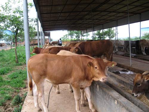 黄牛养殖场重庆肉牛养殖场育肥肉牛技术