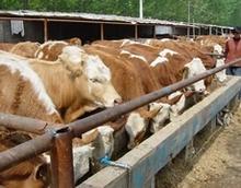 宁都县最新肉牛犊养殖技术
