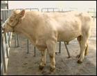 山东肉牛网-中国肉牛养殖 -肉牛价格 -牛羊养殖