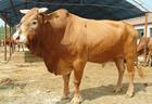 牛羊养殖场 出售肉羊肉牛鲁西黄牛 -农村创业