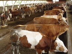 纯种牛犊养殖基地 供优质牛犊山东最大农源牧业
