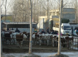 安徽养牛场养肉牛技术养肉牛的效益