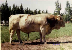 湖南养殖肉牛优质品种纯种第四代西门塔尔牛