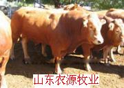 改良肉牛杂交肉牛犊(图)