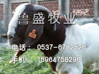 肉羊养殖技术-肉羊的市场价 怎样养肉羊我要买肉羊肉羊价格 山东 中国肉羊网肉羊养殖基地品种价格