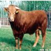 杂交肉牛-改良肉牛-山东和谐肉牛养殖提供