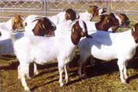 肉羊养殖效益专业小羊羔子养殖技术