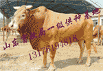 许州养殖场河泽肉牛羊利润分析