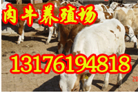 北京肉牛养殖场大连肉牛利润