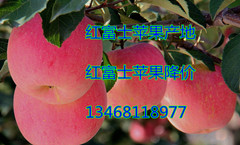 山东红富士苹果种植基地价格