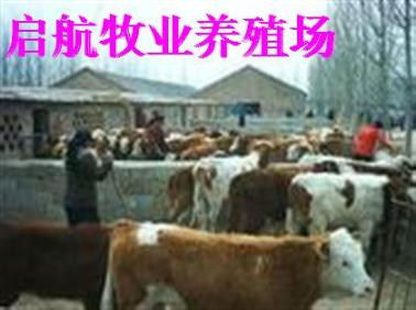 广西肉牛场在哪里启航养殖场