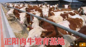 贵州小黄牛养殖成本HHH