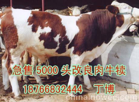 广西河池肉牛养殖价格HHH