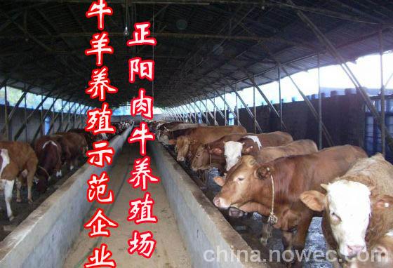 广东西门塔尔肉牛犊养殖场HHH