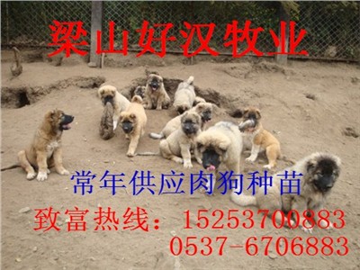内蒙古盟锡林郭勒肉狗养殖场哪里有肉狗养殖基地