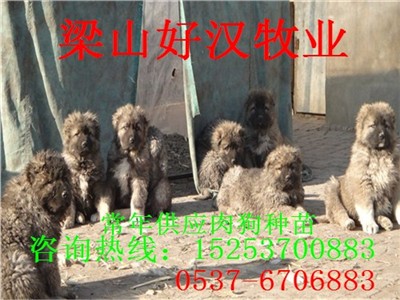 安徽芜湖肉食狗养殖场哪里有肉食狗养殖基地
