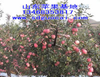 杭州金帅苹果产地