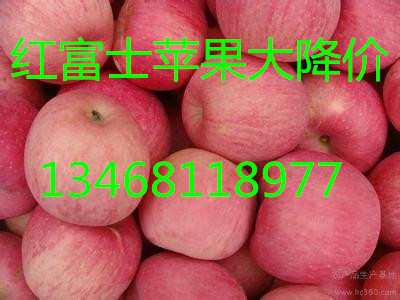红富士苹果产地批发价格