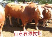 黄牛犊的养殖价格小肉牛犊价格