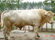 肉牛养殖 肉牛养殖基地 夏洛莱牛肉牛犊价