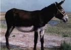 山西养驴-三通肉驴 驴的养殖方法