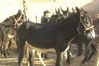 驴-驴养殖业-现在养驴怎么样-山东德州驴厂