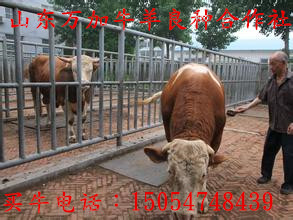 江苏肉牛犊养殖价格