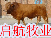 泸州哪里卖小牛鲁西黄牛 改良肉牛