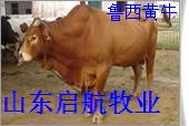 鲁西黄牛牛犊育肥肉牛的饲与管理