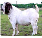 波尔山羊 改良肉牛犊 高产奶牛养殖技术