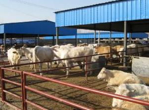 山东牛山东羊肉牛养殖基地肉食牛养殖育肥