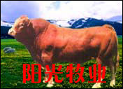 波尔山羊-肉牛-中国山东改良波尔山羊肉牛养殖基地