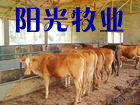 肉牛肉牛养殖肉牛价格山东牛肉驴的养殖技术中国肉牛网