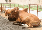 哪有卖商品牛的 商品牛的养殖效益怎么样