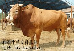 b和谐牛羊养殖场面向全国出售鲁西黄牛黄牛