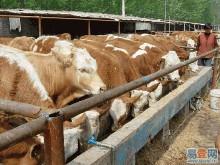 广东小牛犊价格-今年养殖肉牛的前景
