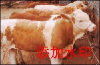 育肥牛 小公牛 牛犊 肉牛犊 肉牛 奶牛 奶牛价格